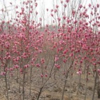 供應(yīng)紫白玉蘭，櫻花，紅楓，流蘇