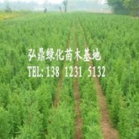 供應(yīng)檜柏，檜柏價(jià)格，檜柏規(guī)格齊全