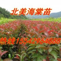 亞當(dāng)海棠苗，王族海棠苗，紅寶石海棠苗