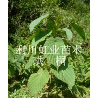 供應(yīng)湖北利川產(chǎn)觀賞樹珙桐樹苗珙桐小苗珙桐小苗價格珙桐種子