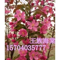 北美海棠，低價供應(yīng)北美海棠