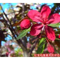 大葉北美海棠、花葉北美海棠、紅寶石海棠、高原之火海棠