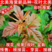 北美海棠根接苗、北美海棠芽苗、北美海棠接穗