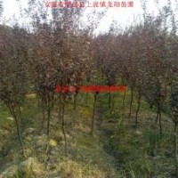 紅葉李、紅葉桃、大葉女貞、高桿女貞 桂花、香樟
