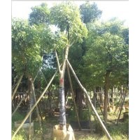 臘腸樹