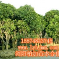 瀏陽桂花直銷自選基地、桂花批發(fā)基地、桂花熱賣
