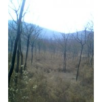 供白皮松，營養(yǎng)杯油松，國槐，臭椿