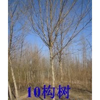 構(gòu)樹價格