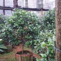 六角大紅茶花