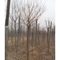 供應(yīng)各規(guī)格綠化苗木，國槐、合歡、白蠟等