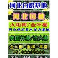 速生柳-優(yōu)質速生柳盡在保定綠農(nóng)苗圃
