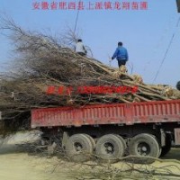 烏桕、樸樹、紅葉李、大葉女貞、香樟、刺槐、桂花、臘梅、玉蘭