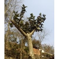 大量出售成年枸骨，刺冬青，五角楓