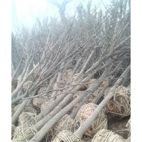 國槐小苗 國槐種子 1-70公分國槐