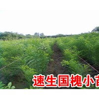 ..毛白楊，千頭椿，窄冠楊，速生楊，毛白楊種苗