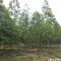 四川擬單性木蘭，擬單性木蘭苗圃，擬單性木蘭