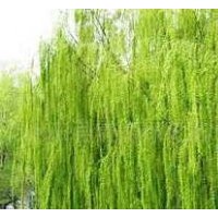 【精品推薦】供應(yīng)1-8cm速生垂柳、大垂，原枝原貌，另出售2000棵1