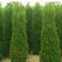 供應(yīng) 龍柏衛(wèi)矛、扶芳藤、金葉女貞、大葉黃楊、小葉黃楊、金邊黃