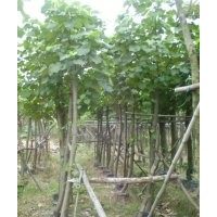黃槿