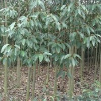 供應(yīng)高桿女貞、深山含笑、樂(lè)昌含笑、紅花七葉樹(shù)、銀杏