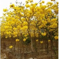 福建黃花風(fēng)鈴木的價(jià)格，黃風(fēng)鈴木供應(yīng)