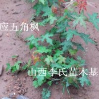 1-3年生北欒苗，榆樹苗，皂角苗五角楓