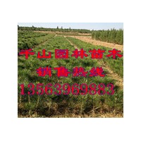 供應(yīng)黑松苗價(jià)格，黑松小苗價(jià)格，黑松樹苗價(jià)格