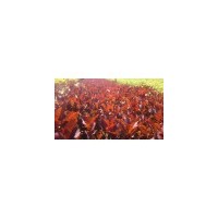 紫丁香.紅丁香