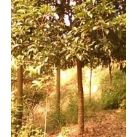 大量低價供應(yīng)各種規(guī)格桂花樹
