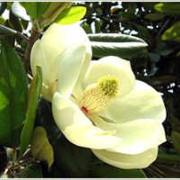 紅玉蘭 、白玉蘭,廣玉蘭，黃玉蘭