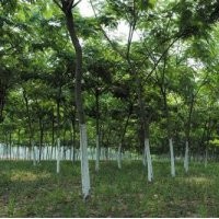 濟(jì)寧元寶苗圃有合歡 法桐 白蠟大量供應(yīng)