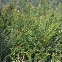 開發(fā)苗圃用苗紫薇苗.欒樹苗.合歡苗.紫荊.國槐苗.