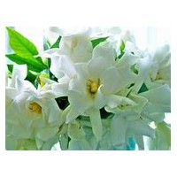 梔子花