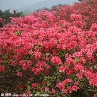 供應(yīng)各種高桿、盆栽型杜鵑、映山紅