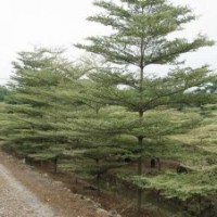 福建小葉欖仁，錦葉欖仁的價(jià)格，供應(yīng)商
