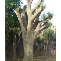 90公分皂莢