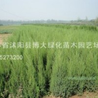 北京檜、蜀檜、龍柏、直升龍柏、龍柏球、西安檜、鋪地柏