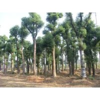 供應(yīng)25公分、30公分香樟樹