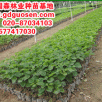 黃花風鈴木—廣東黃花風鈴木小苗
