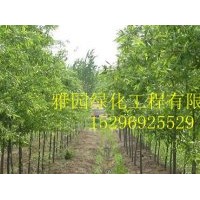 出售竹柳、構(gòu)樹、白蠟(圖)