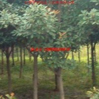 供應(yīng)獨(dú)桿石楠、鵝掌楸、楸樹、絲棉木、紅梅、杜梨、重陽木