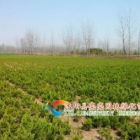 直供小葉黃楊，衛(wèi)矛，錦帶，小檗，龍柏，蜀檜等綠化工程苗