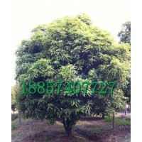 出售精品園林-工程苗木【紅楓;羅漢松；四季桂；金桂；海棠等】
