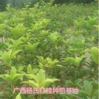 供應(yīng)60-70公分高朱砂桂移栽小苗
