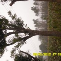 供應(yīng)大量6-35公分國槐