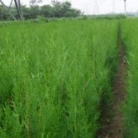 大量供應(yīng)80-2米側(cè)柏苗