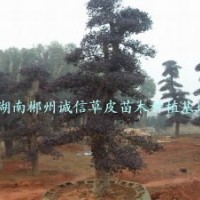 綠化用樹 工程樹 紅桎木樹 批發(fā)紅桎木樹 自產自銷
