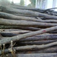 山西白皮松，營養(yǎng)杯油松，國槐，側(cè)柏