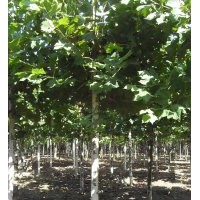 出售原生法桐12-27公分，12-15公分老白蠟