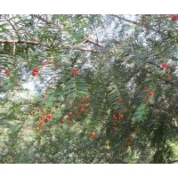 紅豆杉綠化樹供應 地徑6到12公分的20萬株